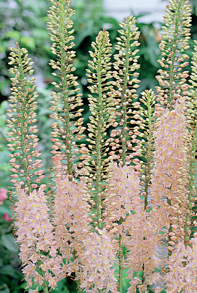 Eremurus 'Pink'