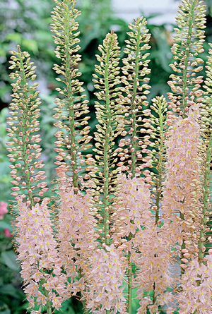 Eremurus 'Pink'