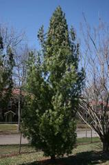 Pinus nigra 'Fastigiata'
