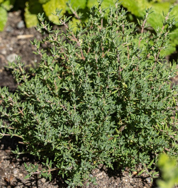 Thyme - Orangelo Thyme
