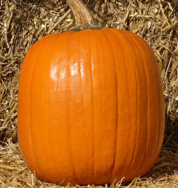Pumpkins - Howden