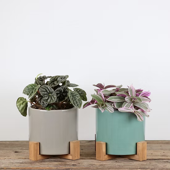 Tropical Plant in Ceramic Stand
