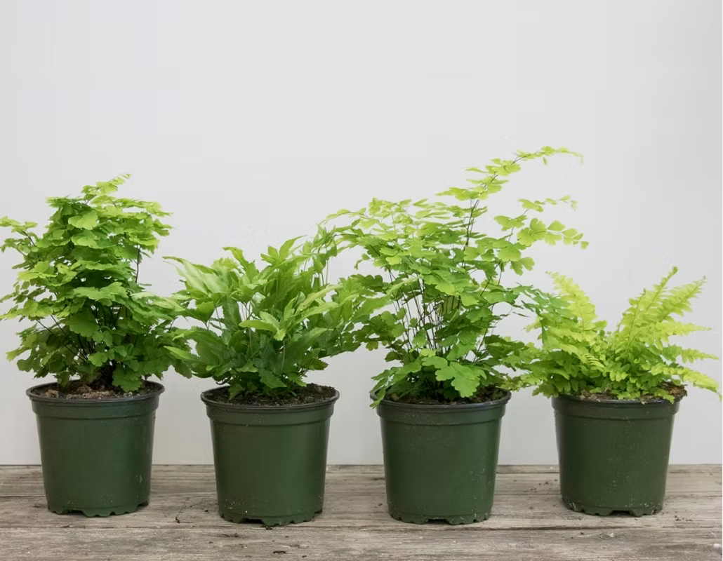 4" Fern Assorted Collection