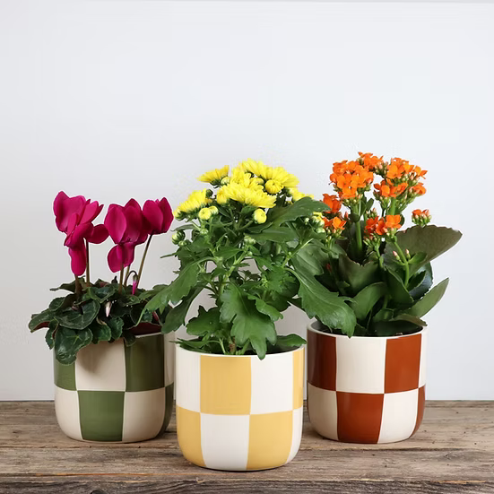 Checker Ceramic Pot with Flower