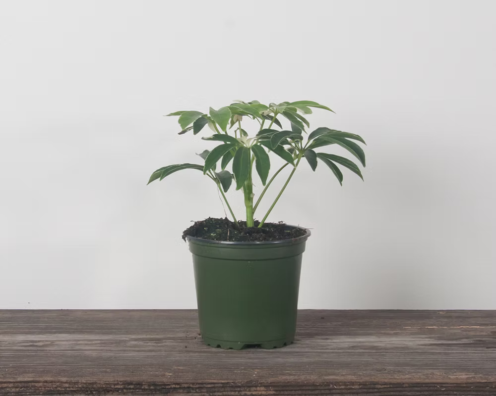 Schefflera 'Moonlight'