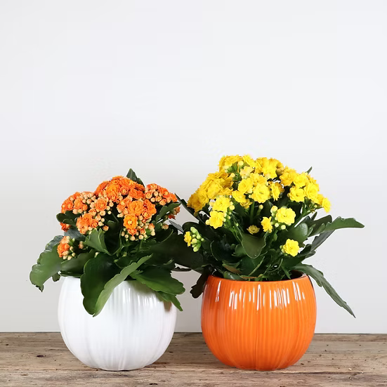 Pumpkin Ceramic Pot with Kalanchoe