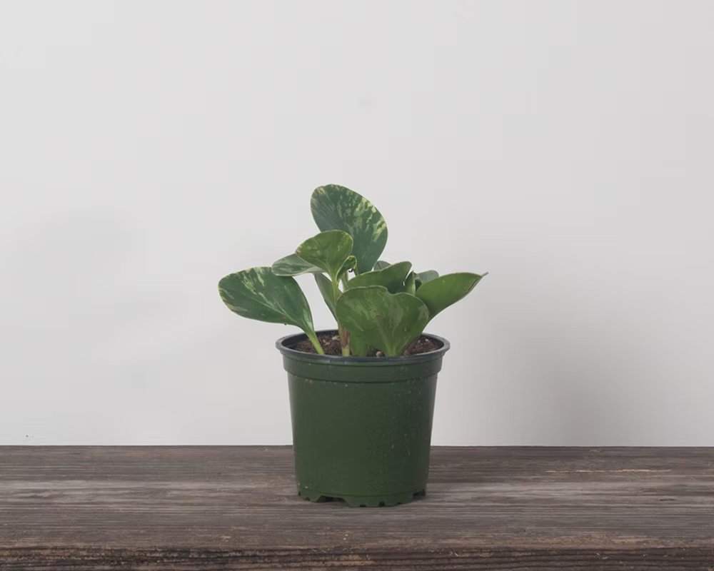 Peperomia Obtusifolia 'Marble'