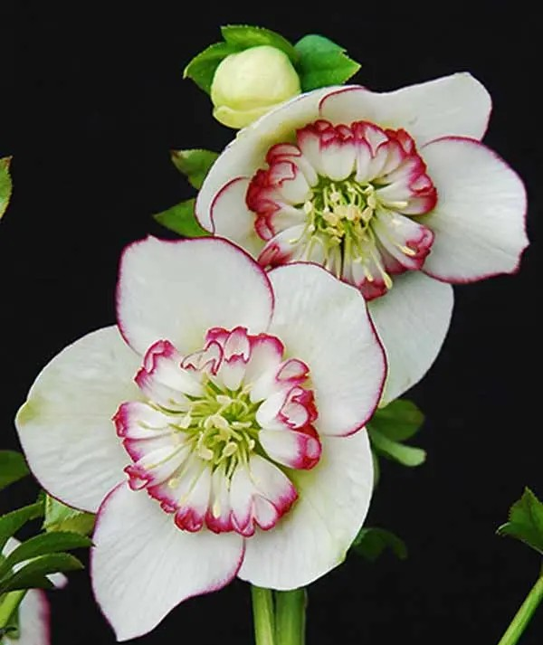 Helleborus orientalis 'Picotee Pearl'