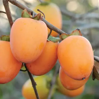 Persimmon-Diospyros kaki 'Saijo'