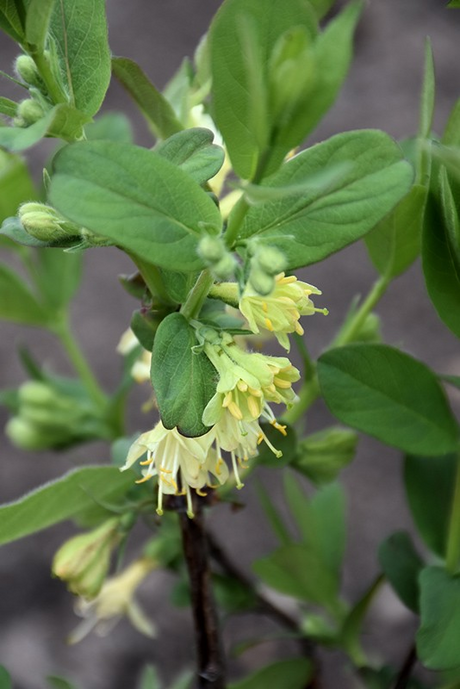 Lonicera caerulea 'Blue Banana' & 'Boreal Blizzard' Pair