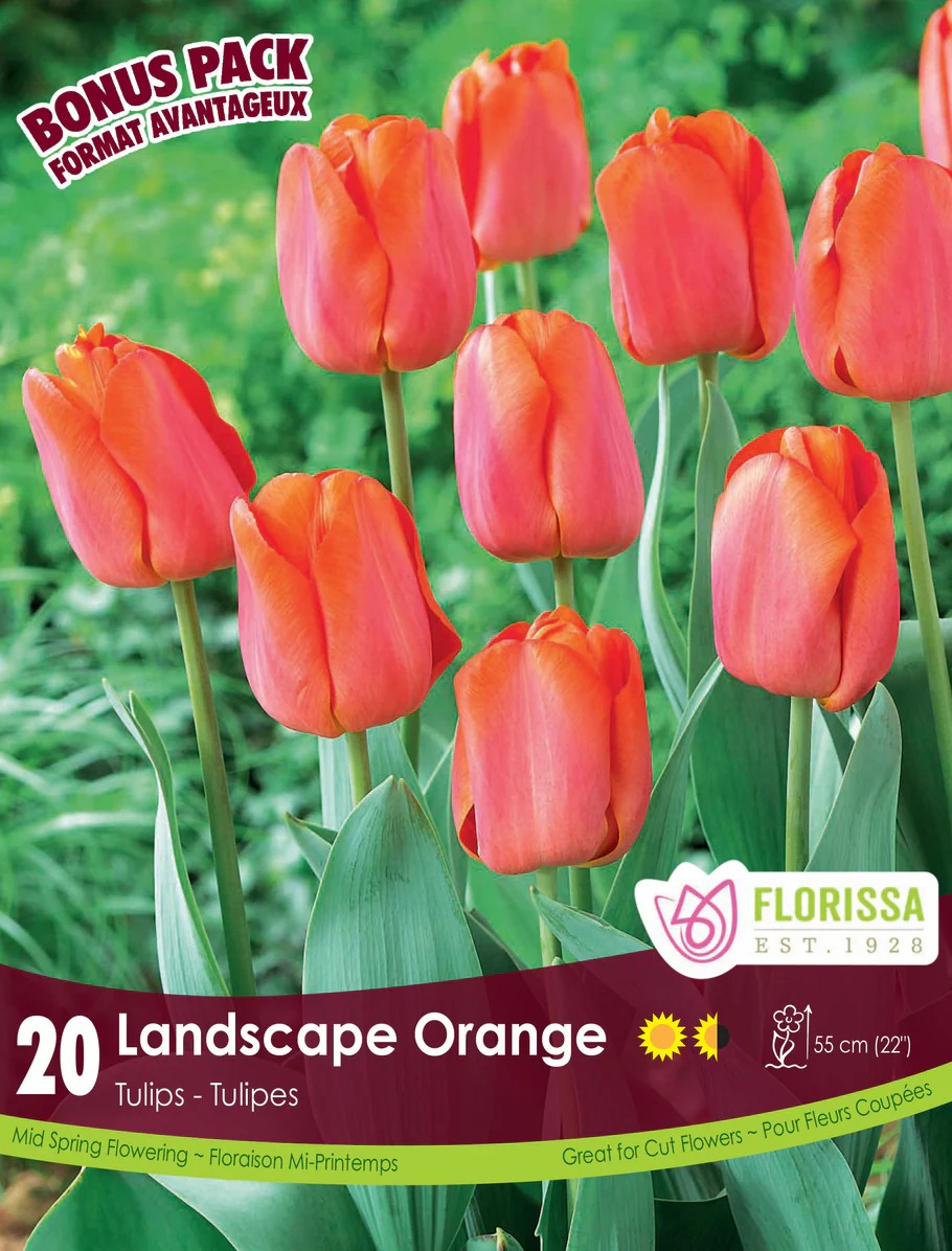 Landscape Orange Tulip - Bonus Pack