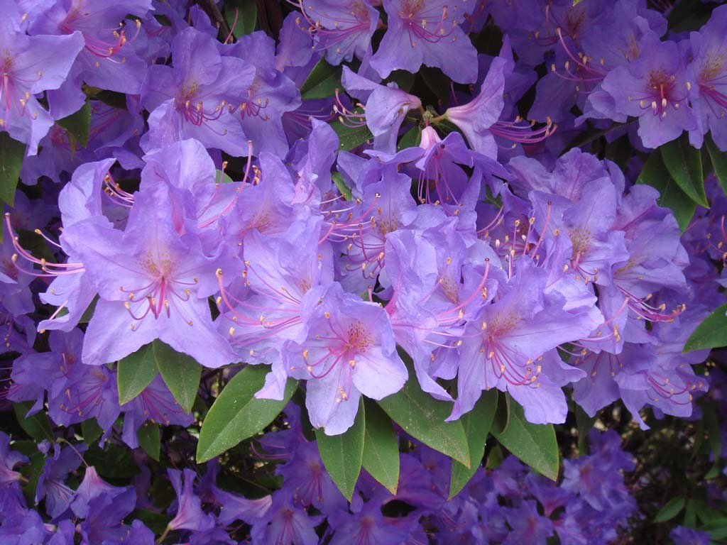 Clematis 'Toki'