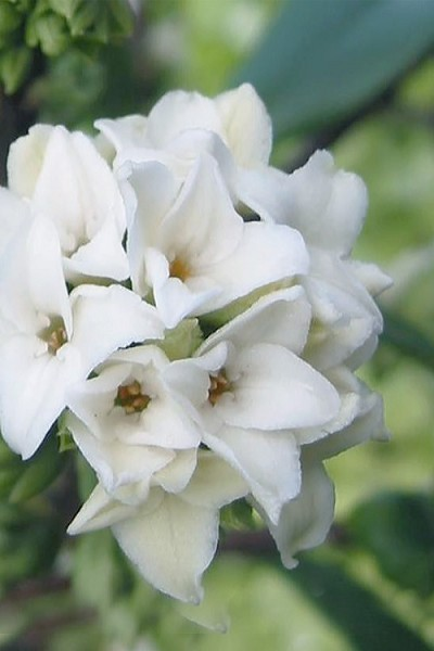 Daphne 'Perfume Princess White'