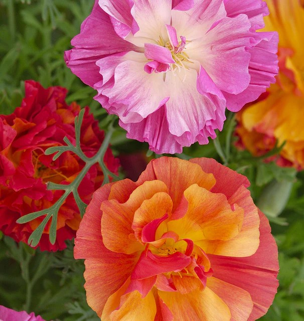 Poppies - California - XL Jelly Beans