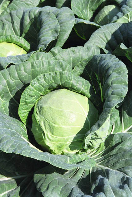 Cabbage - Tiara F1 Organic