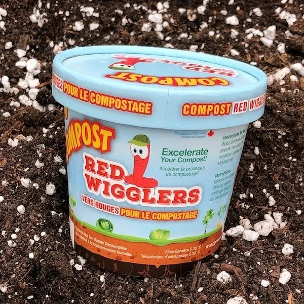 Red Wigglers Composting Worms