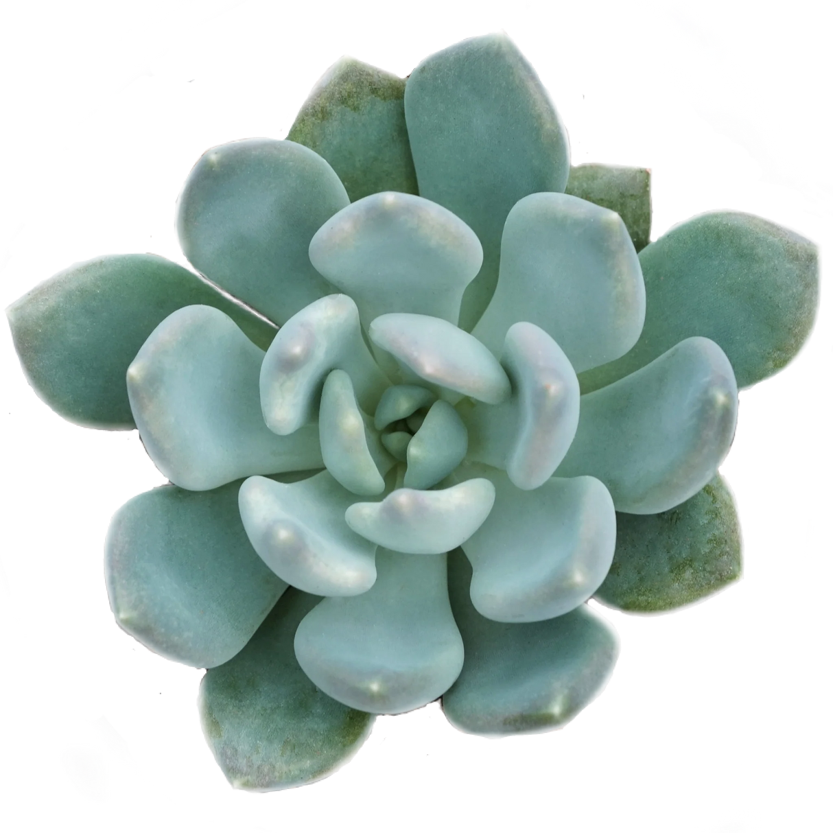 Echeveria 'Azul'