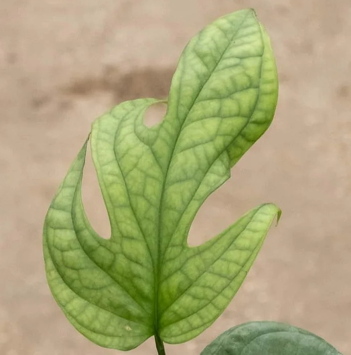 Amydrium medium 'Silver'
