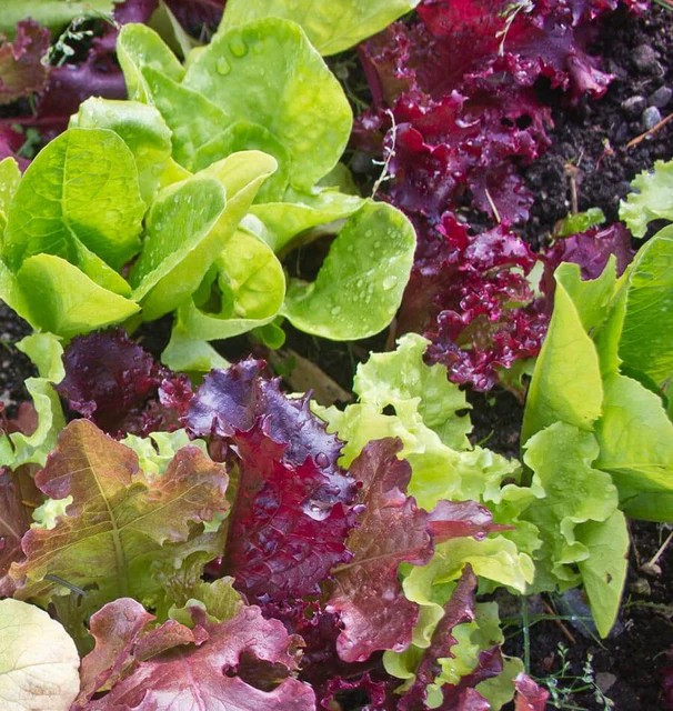 Lettuce - Super Gourmet Salad