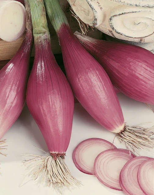 Onions - Rossa Lunga di Firenze