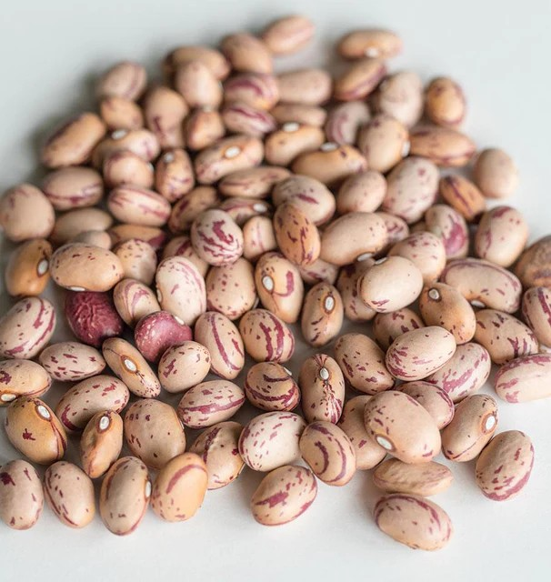 Beans - Taylor Dwarf Horticultural