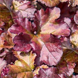 Heuchera 'Cherryberry'