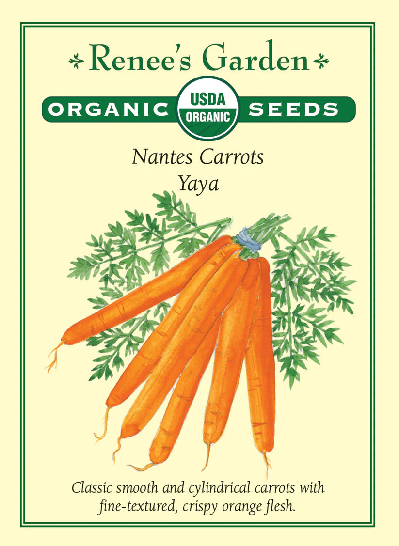 Carrot - Starica Nantes - Organic