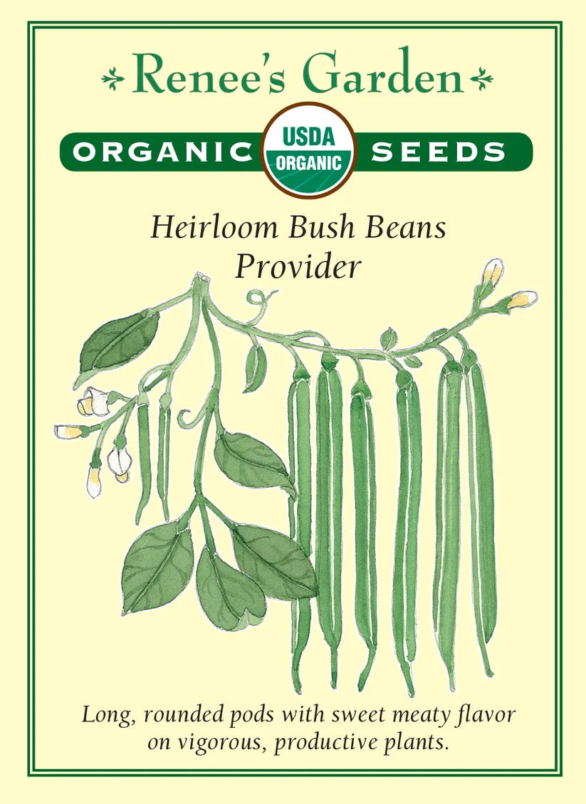 Bush Bean - Provider - ORGANIC
