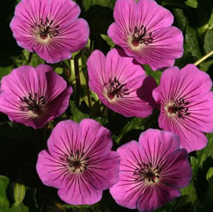 Geranuim 'Penny's Pink'