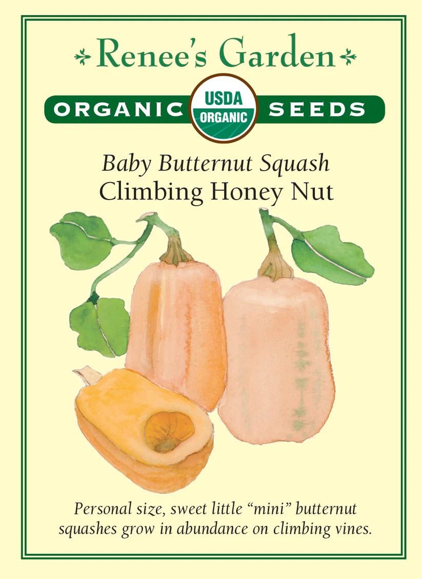 Squash - Winter Baby Honeynut Organic