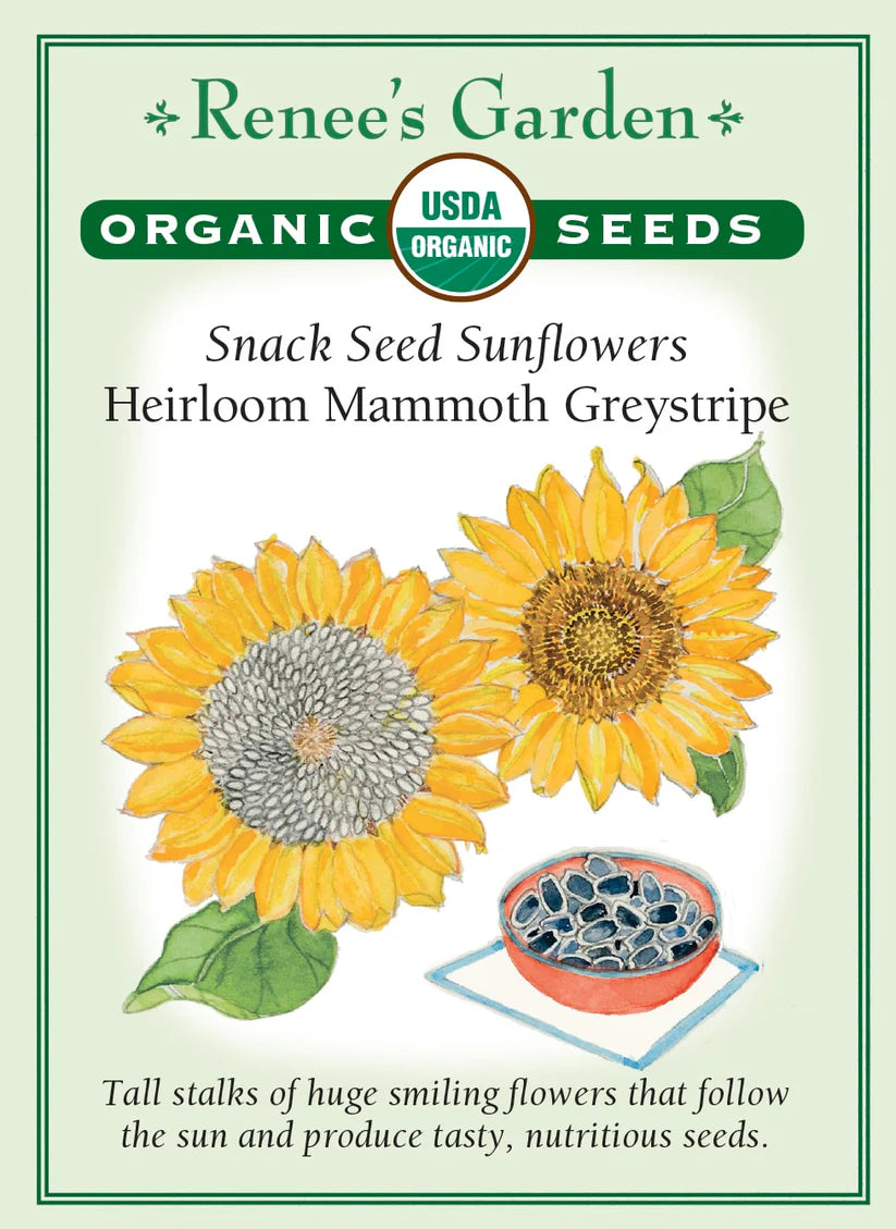 Sunflower - Mammoth Greystripe - Organic