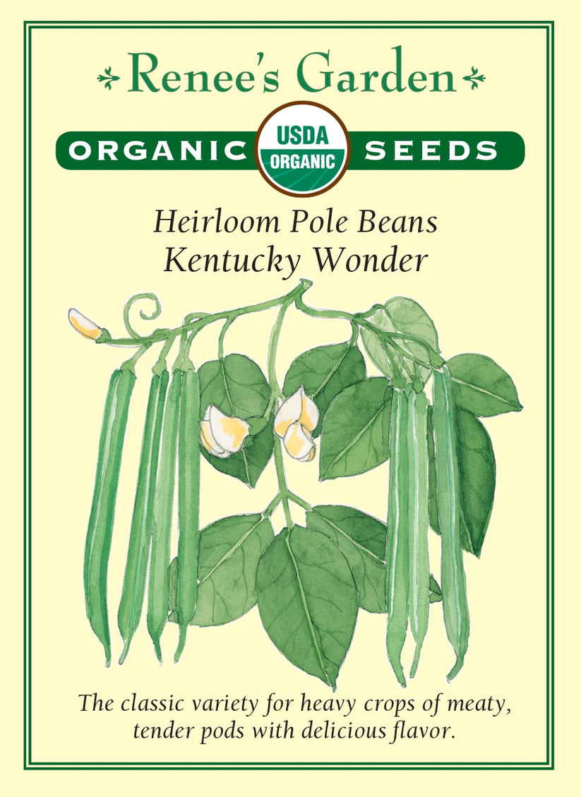 Pole Bean - Kentucky Wonder Organic