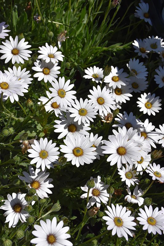 Osteospermum 'Avalanche'