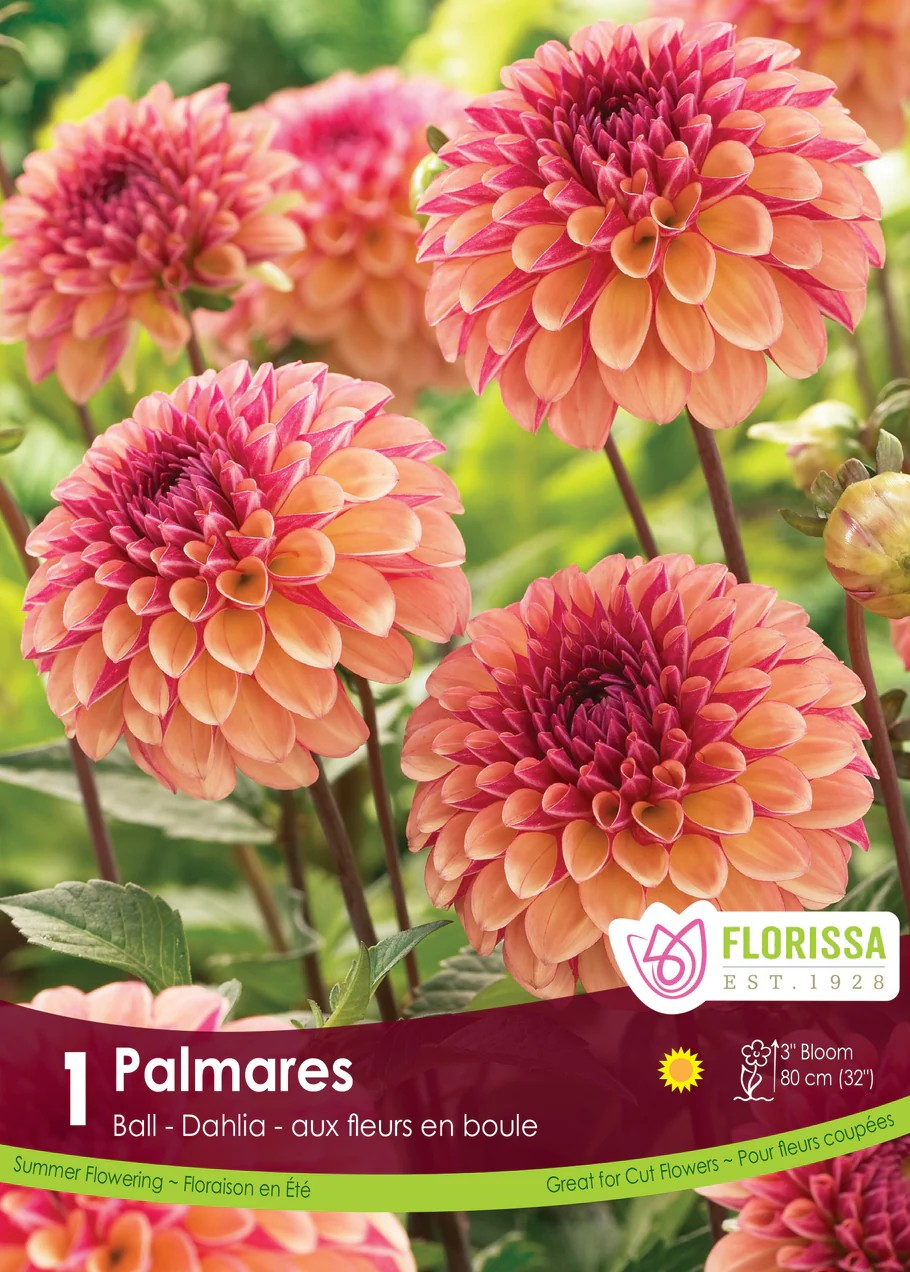 Dahlia Ball 'Palmares'