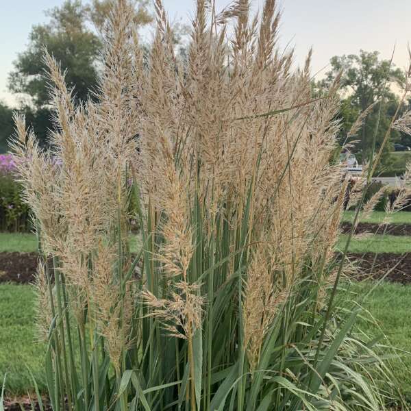 Sorghastrum nutans 'Golden Sunset'