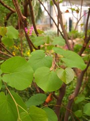 Cercis siliquastrum