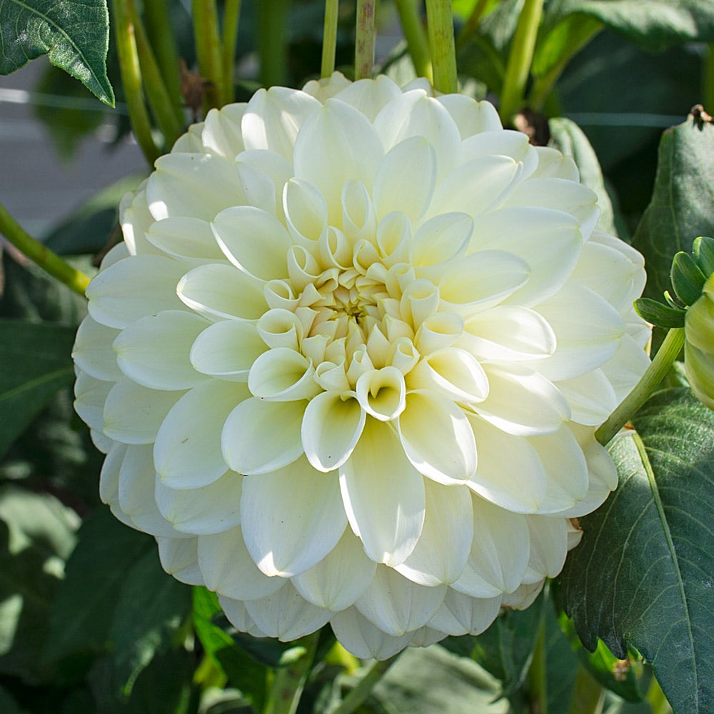 Dahlia Carmel Antique