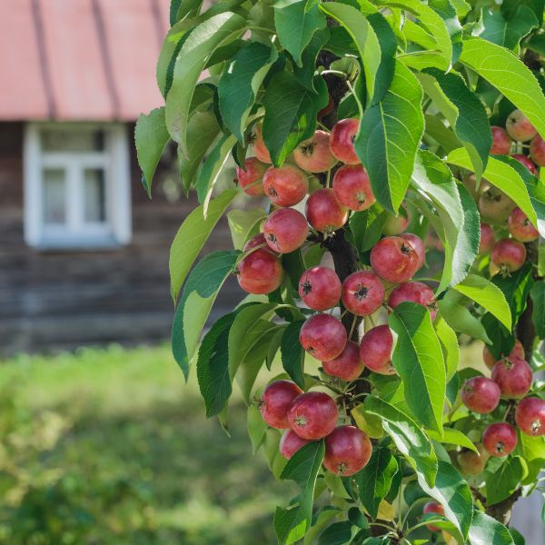 Apple - Malus 'Scarlet Sentinel'