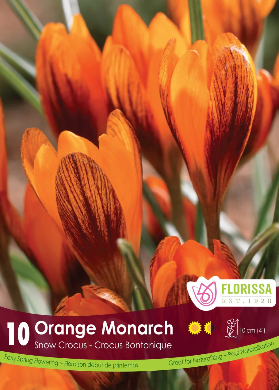 Crocus species 'Orange Monarch'