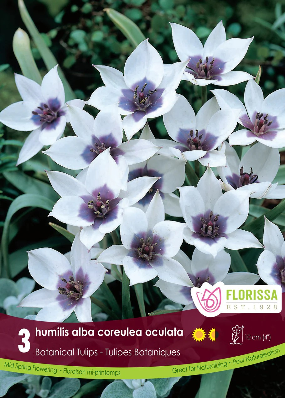 Tulipa humilis alba 'Coreulea Oculata'