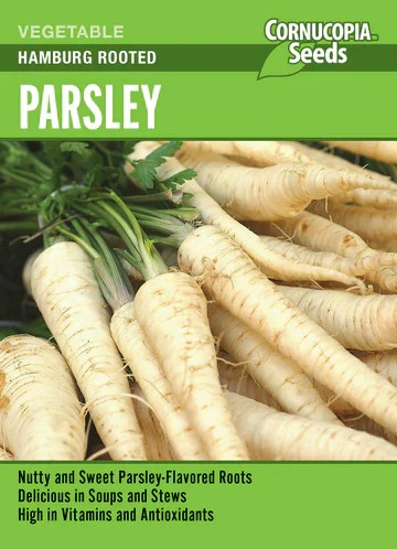 Parsley - Root Parsley Hamburg