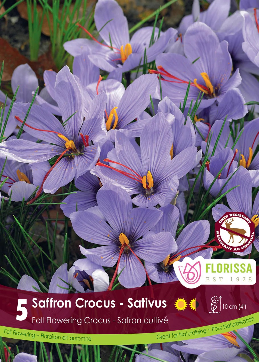 Crocus 'Sativus'