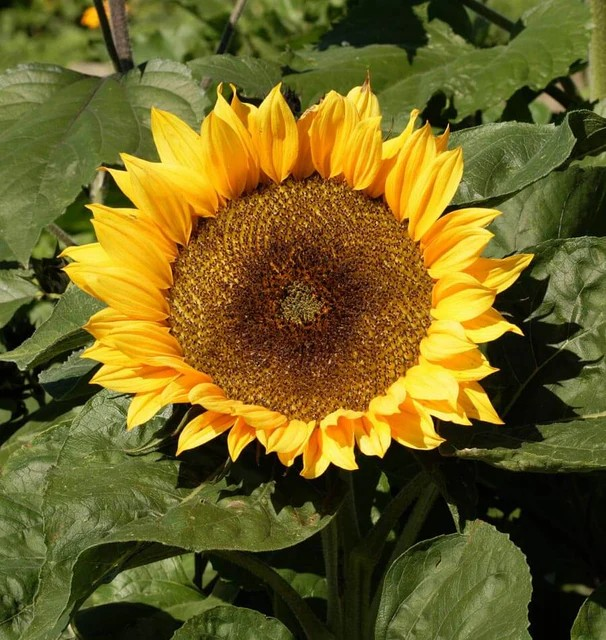 Sunflowers - Dwarf Sunspot