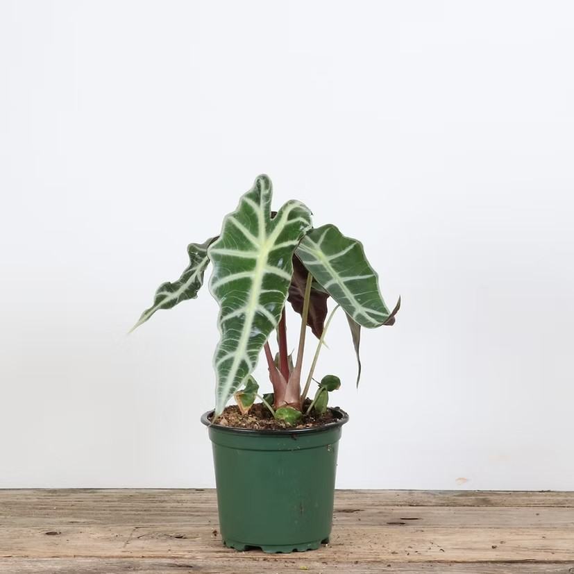 Alocasia amazonica