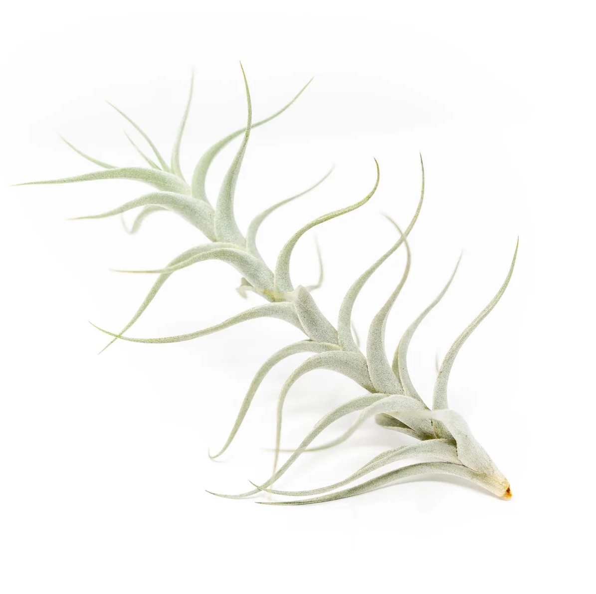 Albida  Minor  (3-4")