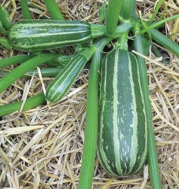 Squash - Bush Baby