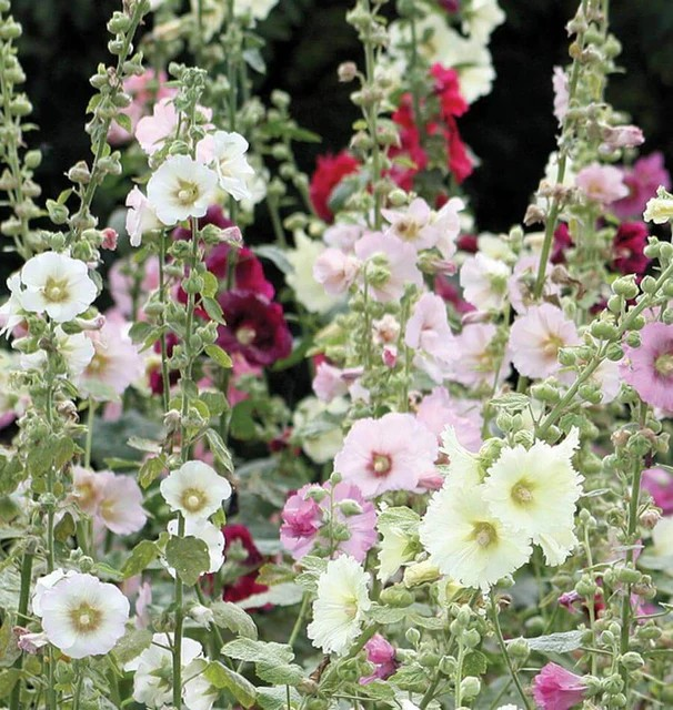 Hollyhocks - Indian Spring