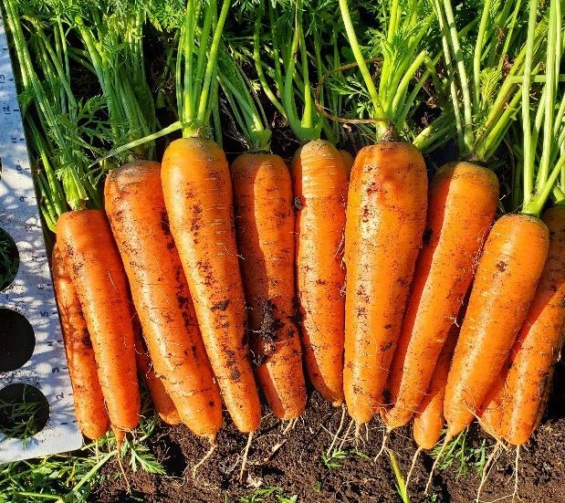Carrots - Caravel - Certified Organic