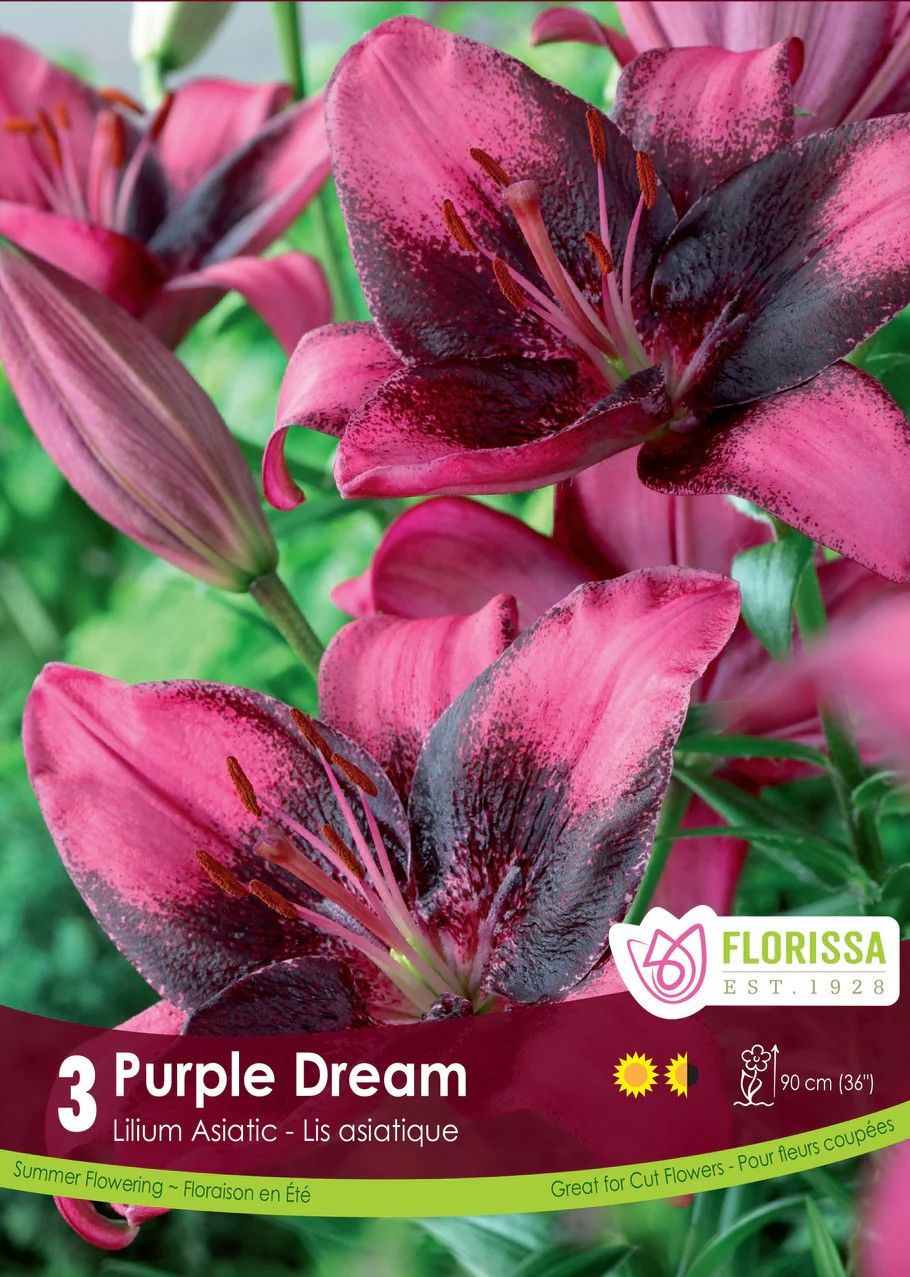 Lilium asiatic 'Purple Dream'