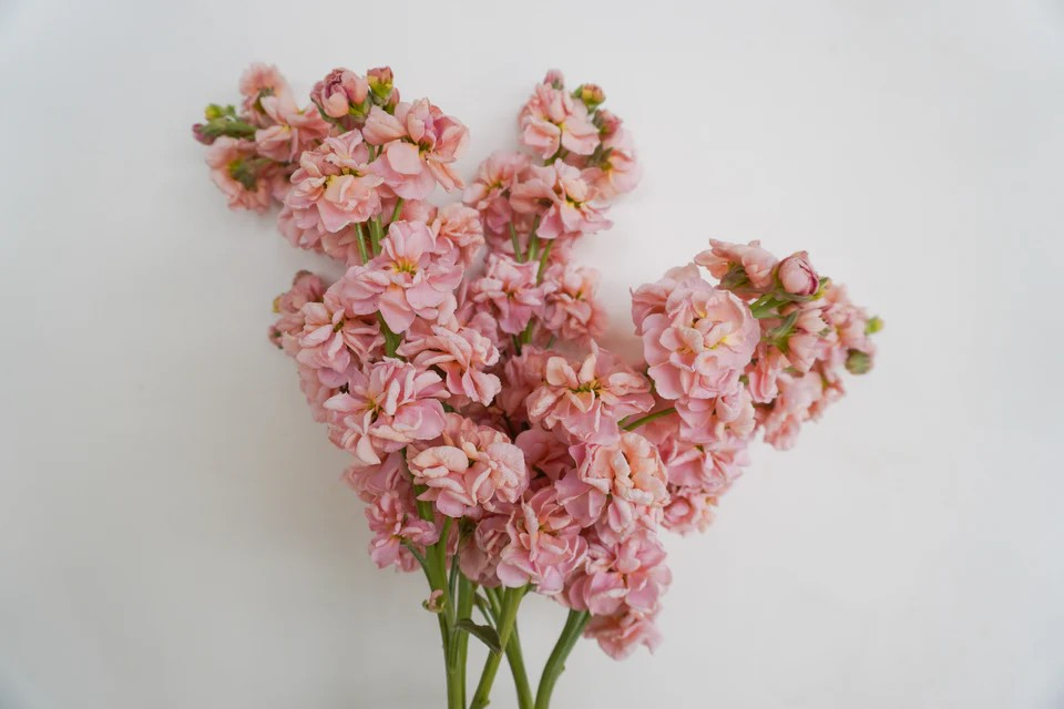 Stocks - Katz Apricot